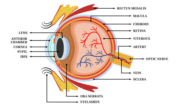 Illustration of eye anatomy along with an explanation of the name of each part of the eye