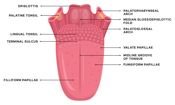 Illustration of human tongue anatomy along with an explanation of the name of each part of the tongue