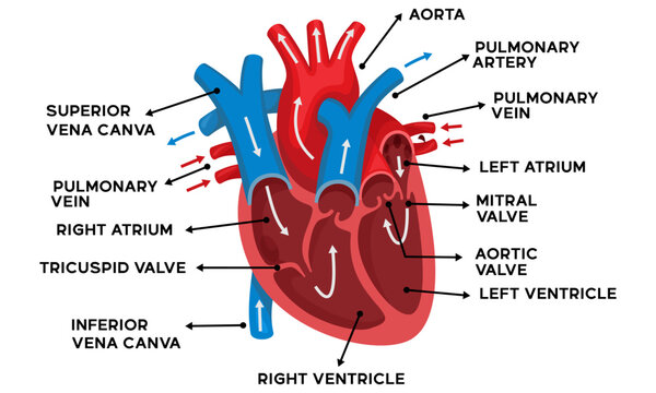 illustration of human heart anatomy along with an explanation of the name of each part of the heart