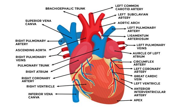 Anatomical diagram of the human heart along with an explanation of the name of each part of the heart