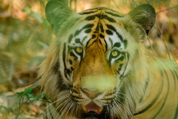 close up of a face of male tiger