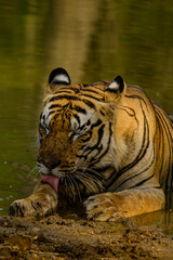Mowgli Male tiger in the water of Tadoba Tiger Reserve,