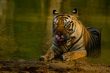 Mowgli Male tiger in the water