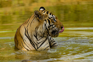close up of tiger in water