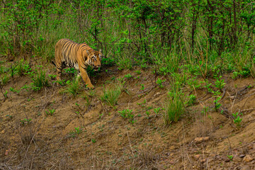 bengal tiger in the wild