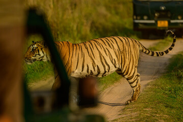 tiger in the wild too close to safari vehicle.