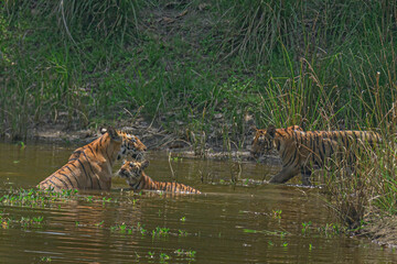 bengal tiger in water with tiger cubs