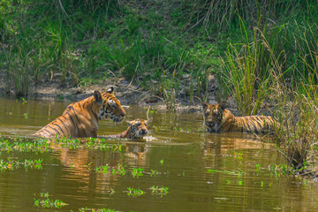 Fototapeta na wymiar bengal tiger and tiger cubs in the water