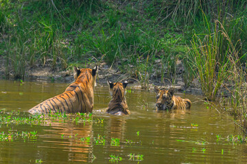 Group of tigers in water. Tigress mother with her cubs in water of Kanha National Park.