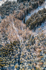ツンドラ地帯の森林　Snowy forest in winter tundra
