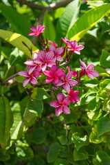 Fresh green leaves with beautiful flowering exotic and tropical flowers of the Caribbean showcasing nature's beauty.