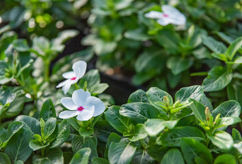 Fresh green leaves with beautiful flowering exotic and tropical flowers of the Caribbean showcasing nature's beauty.