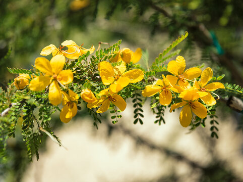 Fresh green leaves with beautiful flowering exotic and tropical flowers of the Caribbean showcasing nature's beauty.