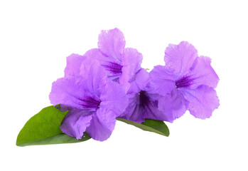 Purple flowers on transparent png