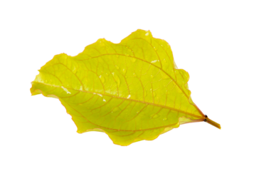 leaf isolated on transparent png