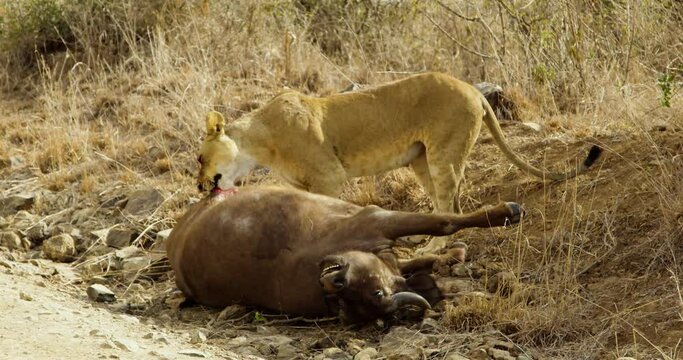 Female lion eats and rips flesh off dead buffalo. Prey and predators in African wilderness