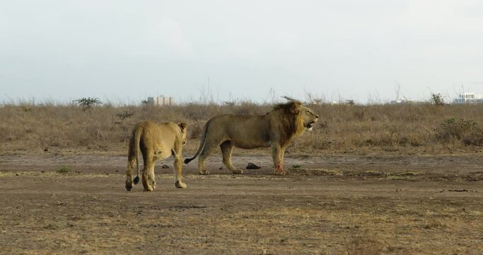 Female lioness walks up and flirts with male lion in courtship ritual