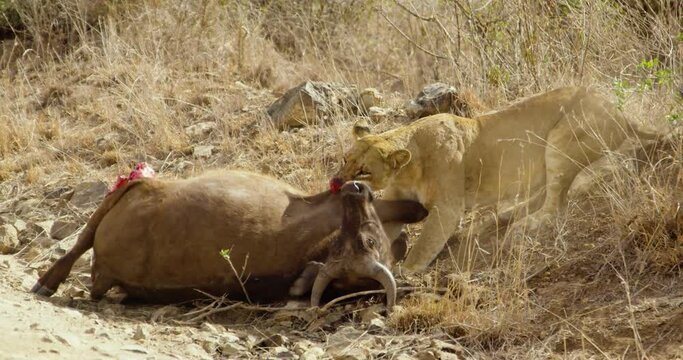 Lioness with blood-soaked muzzle rips piece of flesh from dead buffalo