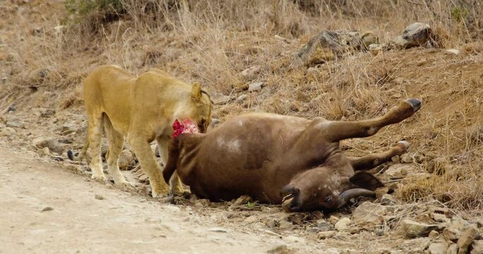 Lion eats dead buffalo on African safari. Tourist activity in Kenya