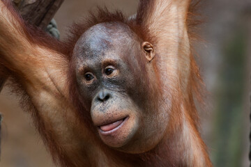 Close-up of a young orangutan