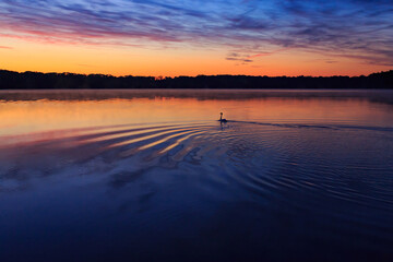 Sonnenaufgang mit Schwan