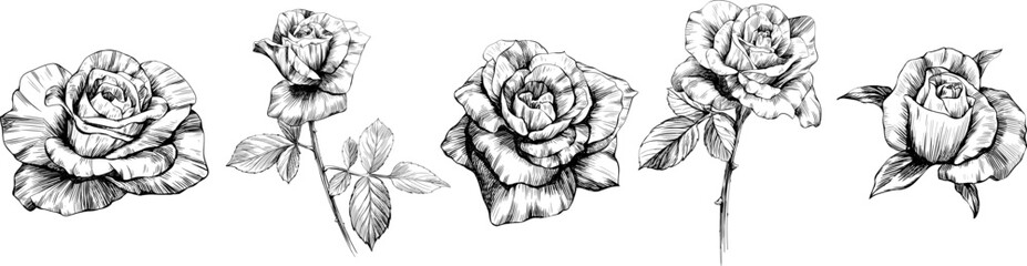 Rose flowers sketch isolate on white. Hand drawn set collection.