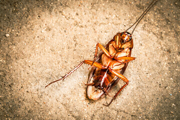 cockroach. close-up dead cockroach on the ground