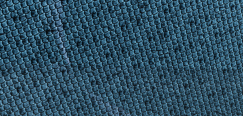 snake scale texture fish scales background Animal skin natural skin Leather pattern Background 3D illustration © nana