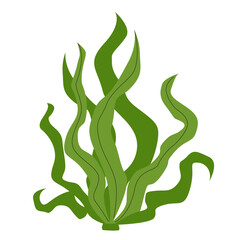 Edible seaweed illustration. Spirulina algae leafs isolated on white background. 