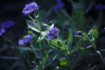Blue flowers cornflowers. Summer Blue wildflower on green background. Close up of cornflowers in the field