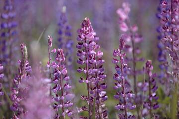 Lupinus polyphyllus. Pink lupines flowering in the meadow. Bunch of lupines in full bloom. Lupin, field with purple and pink flowers. Blooming lupine flowers