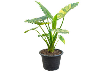 Close up Alocasia macrorrhizos or Giant Taro or giant alocasia is a species of flowering Tropical...