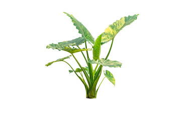 Close up Alocasia macrorrhizos or Giant Taro or giant alocasia is a species of flowering Tropical plant in the arum family, yellow and green leaf, isolated on transparent background, PNG File