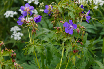 Geranium pratense or meadow geranium. Blue flowers of Geranium pratense in the summer garden.
