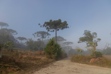 Paraná pine, scientific name araucaria angustifolia, tree typical of the high altitude Atlantic forest, with fog at the beginning of winter.