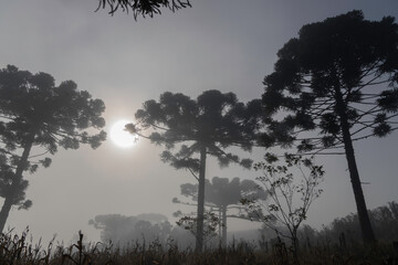 Paraná pine, scientific name araucaria angustifolia, tree typical of the high altitude Atlantic forest, with fog at the beginning of winter.