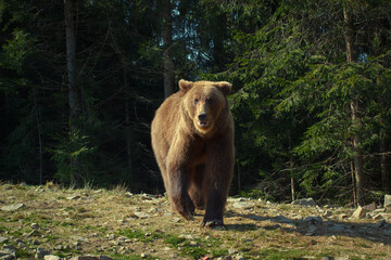 Fototapeta na wymiar Bear on forest