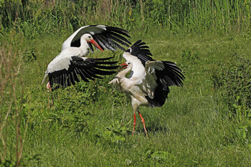 White Stork, ciconia ciconia, Pair, Courtship displaying, Alsace in France