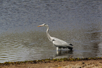 Grey Heron, ardea cinerea, Adult standing in Water, Khwai River, Moremi Reserve, Okavango Delta in Botswana