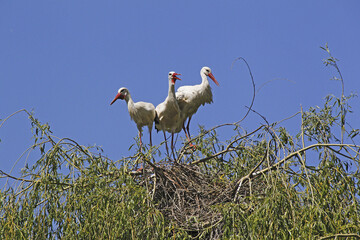 White Stork, ciconia ciconia, Alsace in France