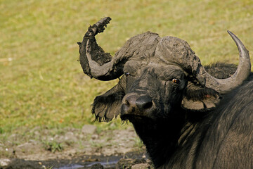 African Buffalo, syncerus caffer, Okavango Delta in Botswana