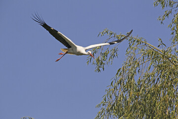 White Stork, ciconia ciconia, Adult in flight, Alsace in France