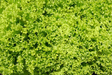 Fototapeta na wymiar Close-up of Lollo Bionda lettuce or Green coral lettuce in garlden. Close-up center of Green lettuce leaves with tight curly leaves. Fresh vegetables background and wallpaper.