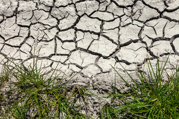 Clumps of grass and dry cracked earth