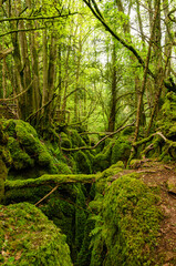 Beautiful Forest of Dean in Coleford - UK Wales, England, Great Britain. Mossy scenery used to shoot Star Wars films.