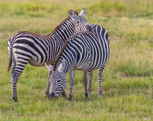 Striped Duo Keeping Watch in African Wildlife Habitat