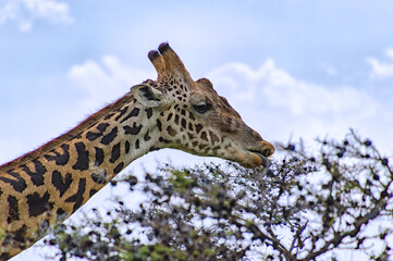 A Masai giraffe eating among thorny acacia trees in Kenya wildlife reserve.