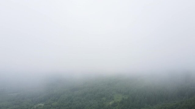 Aerial drone view of morning mist fog rolling in over various forest on beautiful mountains background at summer day. Tree peaks stand out, pristine and untouched nature reserve, nature background