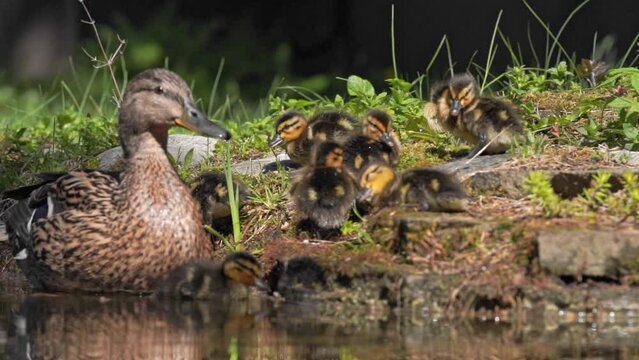 Female duck and ducklings sweem in pond and looks for food on water surface.
