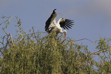 White Stork, ciconia ciconia, Alsace in France